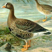 Lesser White-fronted Goose
